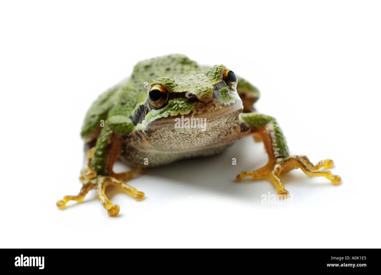 Laubfrosch Stockfoto