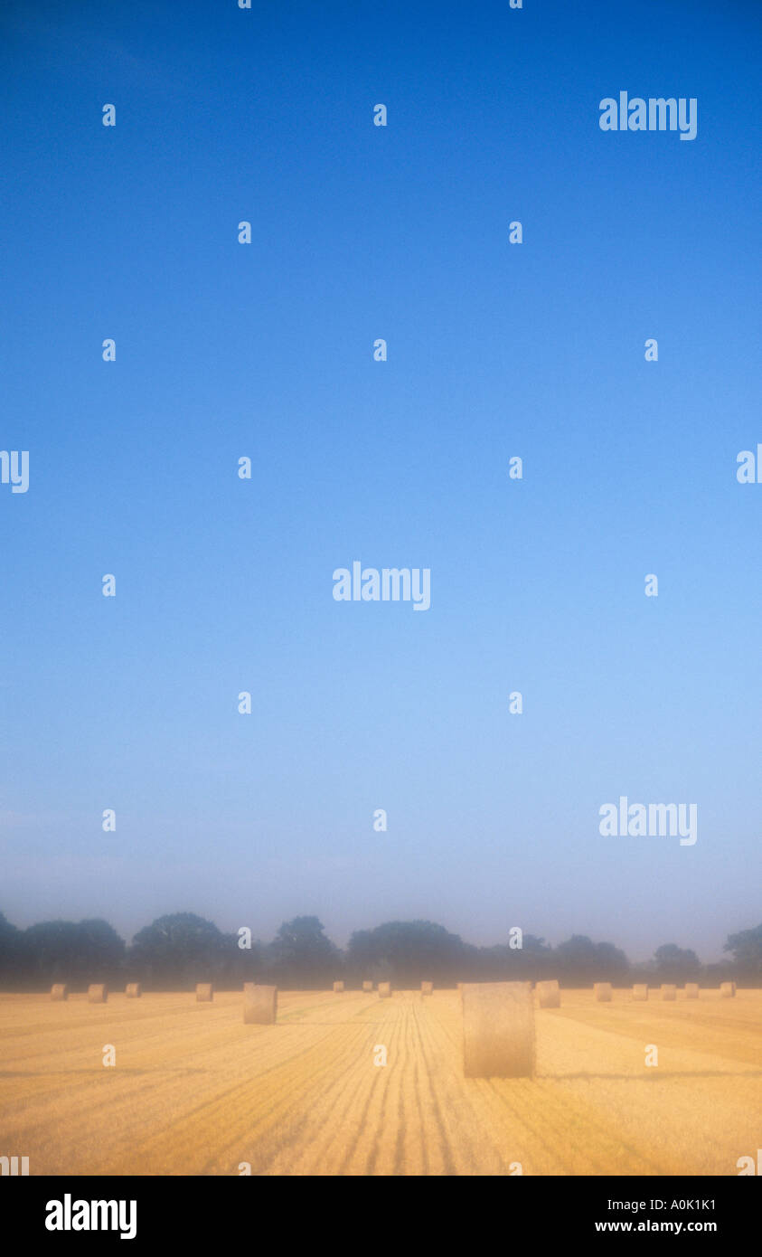 Vor kurzem geerntet Strohballen im Sommer Abendlicht ruht im Bereich der Stoppeln Eichen stehen unter einem weiten blauen Himmel Stockfoto