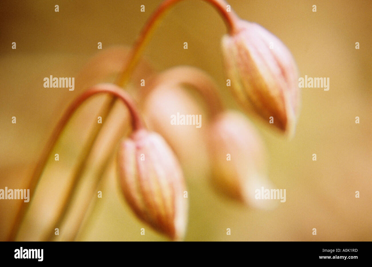 Klangschöne Nahaufnahme von der geschlossenen frischen Blütenknospen Jungfrauen Laube oder Clematis Montana Elizabeth Stockfoto