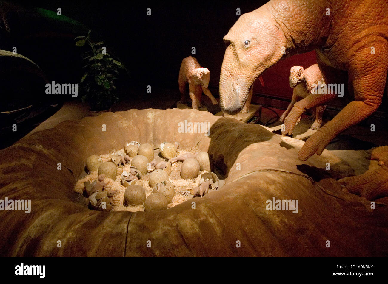 P31 191 Maiasaura Nest schlüpfen Animatronic Diarama 1 an Dinosaurier Museum Port Huron Michigan Stockfoto