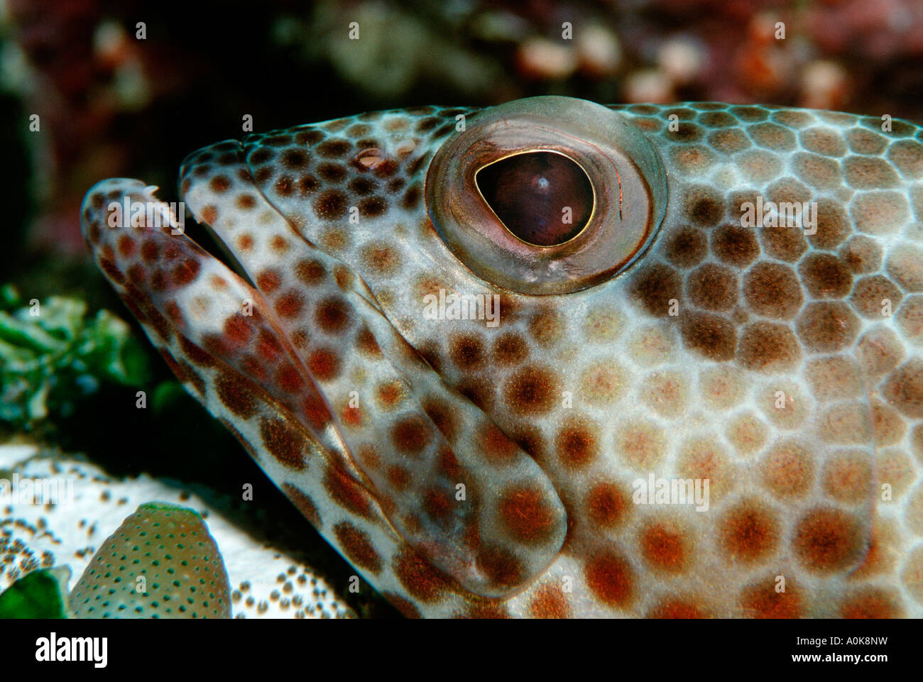Zackenbarsch Epinephelus Spilotoceps Malediven Insel im Indischen Ozean Stockfoto