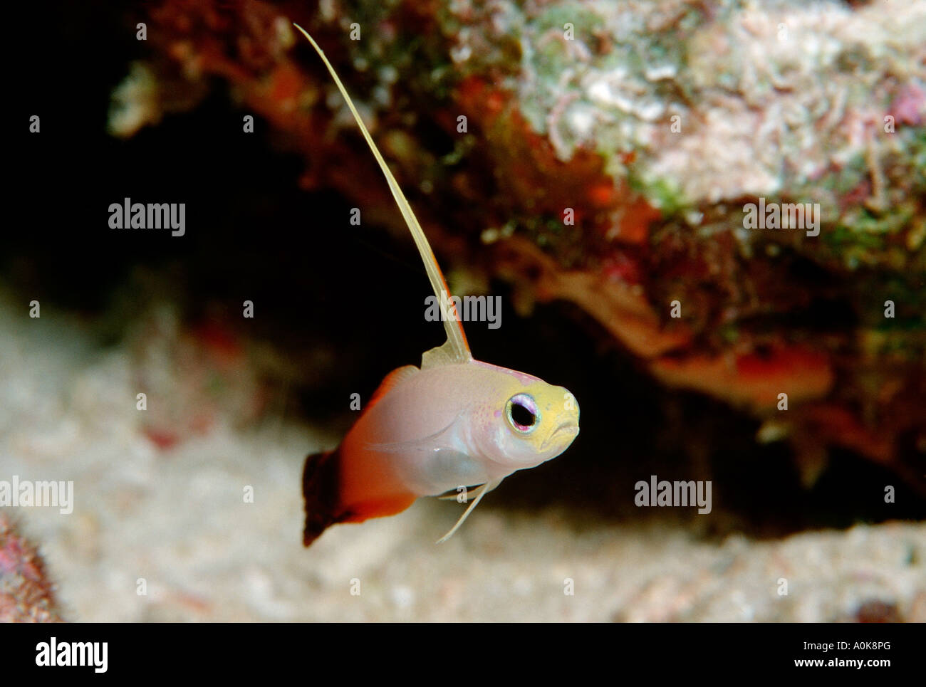 Dartfish Nemateleotris Magnifica Indischer Ozean Malediven Insel Feuer Stockfoto