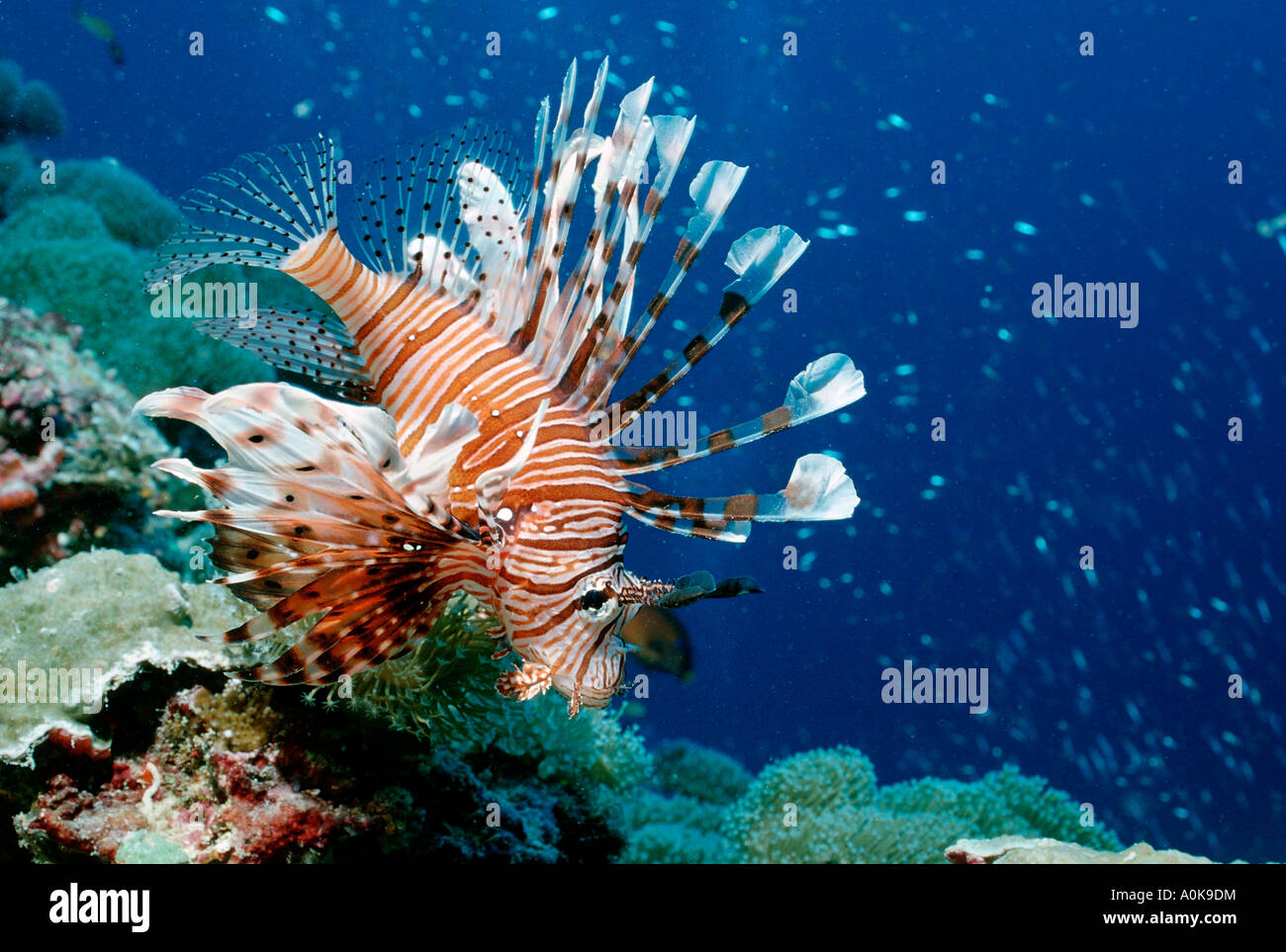 Feuerfische Turkeyfish Pterois Volitans Malediven Insel im Indischen Ozean Stockfoto