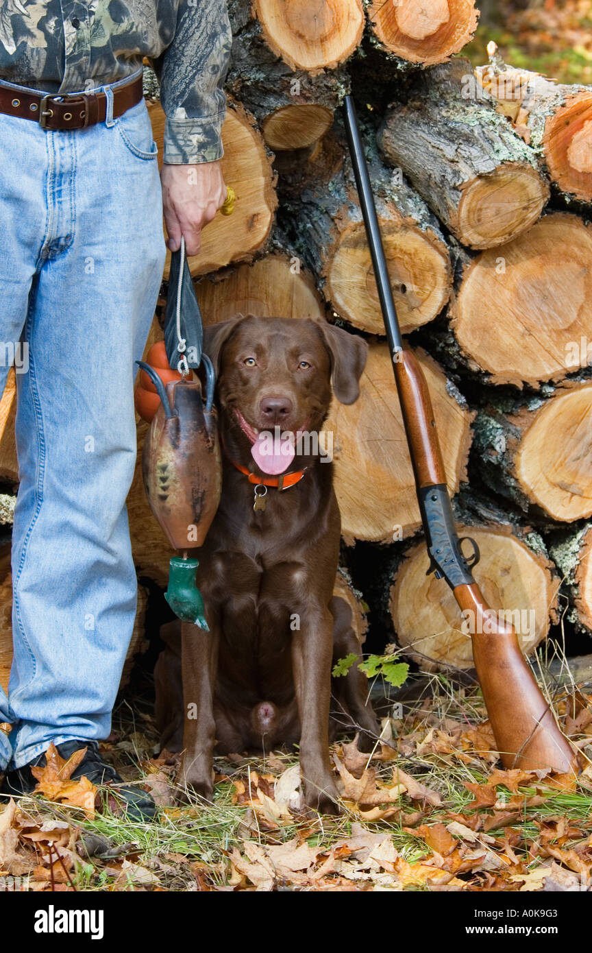 Chocolate Labrador Retriever mit Handler Holding Abrufen von Spielzeug sowie Shotgun-Wisconsin Stockfoto