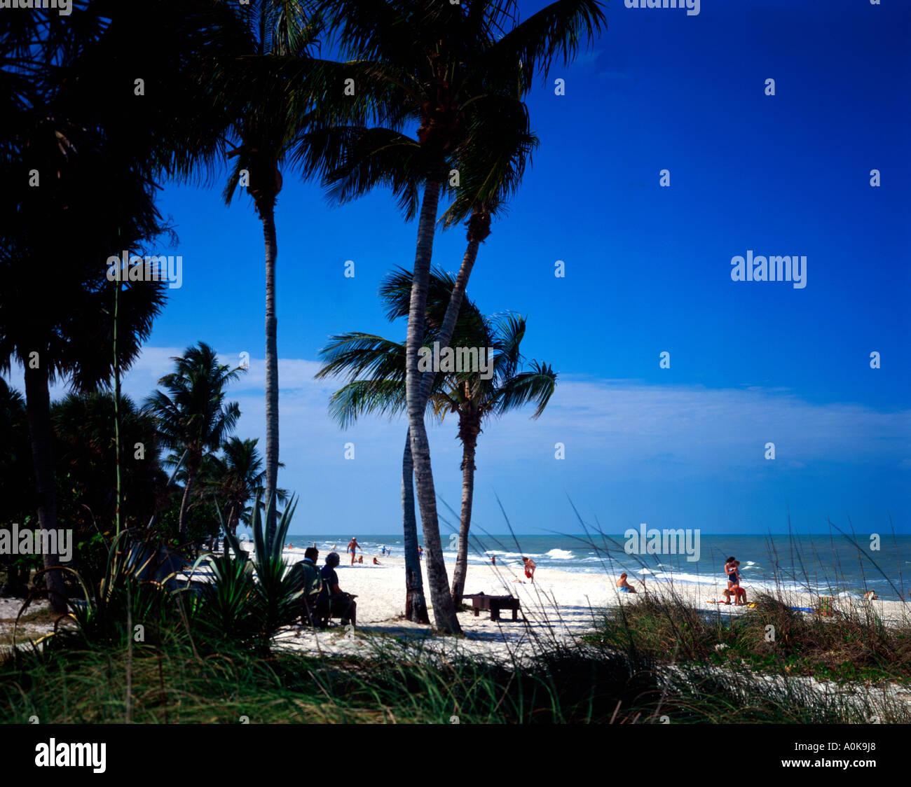 Florida-Strand-Szene mit Palmen säumen den Sand in Neapel Stockfoto