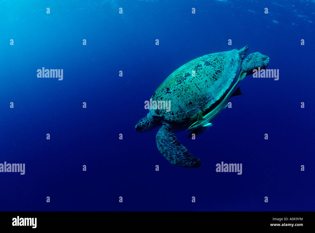 Grüne Schildkröte Chelonia Mydas Marsa Alam Rotes Meer Ägypten Stockfoto