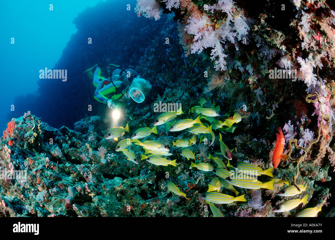 Taucher und Bluestripe Snapper Lutjanus Kasmira Malediven Insel im Indischen Ozean Stockfoto