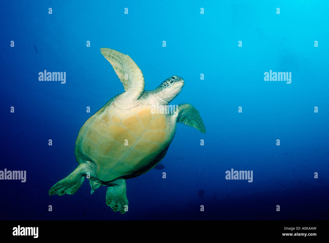 Hawksbill Turtle-Eretmochelys Imbricata Malediven Insel im Indischen Ozean Stockfoto