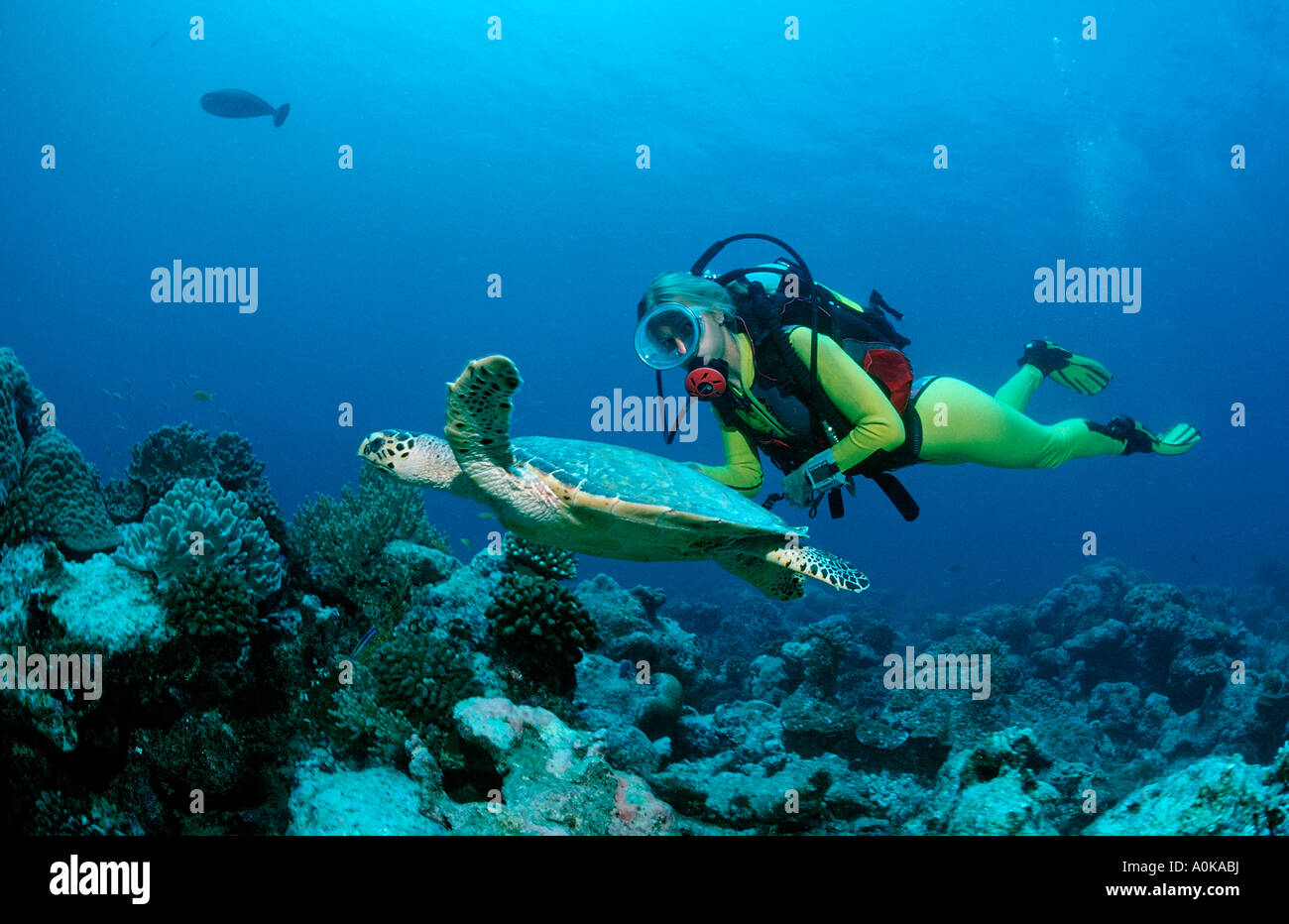 Echte Karettschildkröte und Taucher Eretmochelys Imbricata Malediven Insel im Indischen Ozean Stockfoto