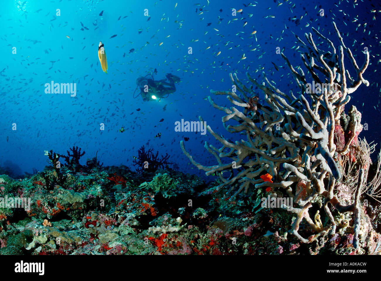 Korallenriff und Taucher Insel im Indischen Ozean Malediven Stockfoto