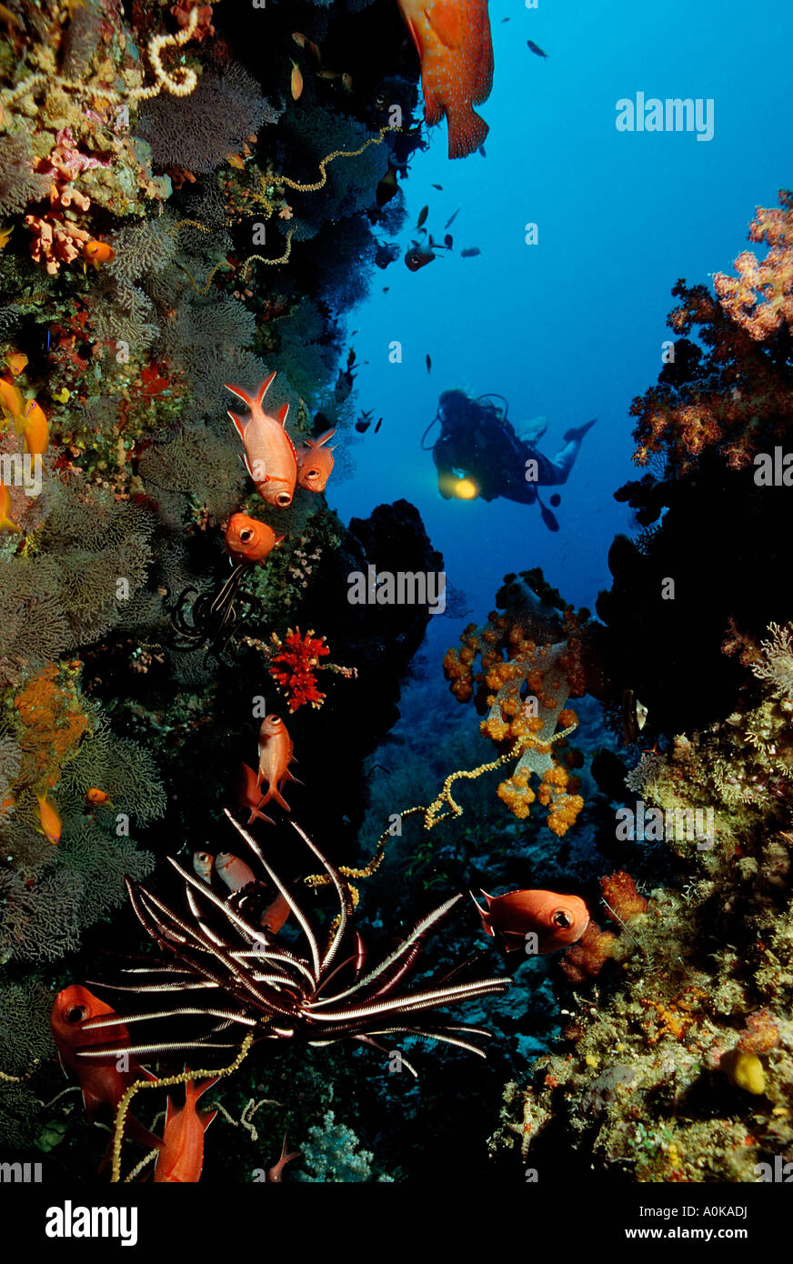 Korallenriff und Taucher Insel im Indischen Ozean Malediven Stockfoto