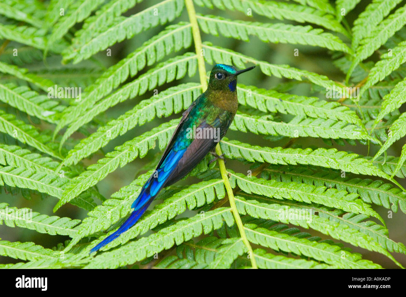 Kolibri, violett-tailed Sylph (Aglaiocercus Coelestis) WILD, auf Farn Wedel, Mindo Bereich ECUADOR Stockfoto