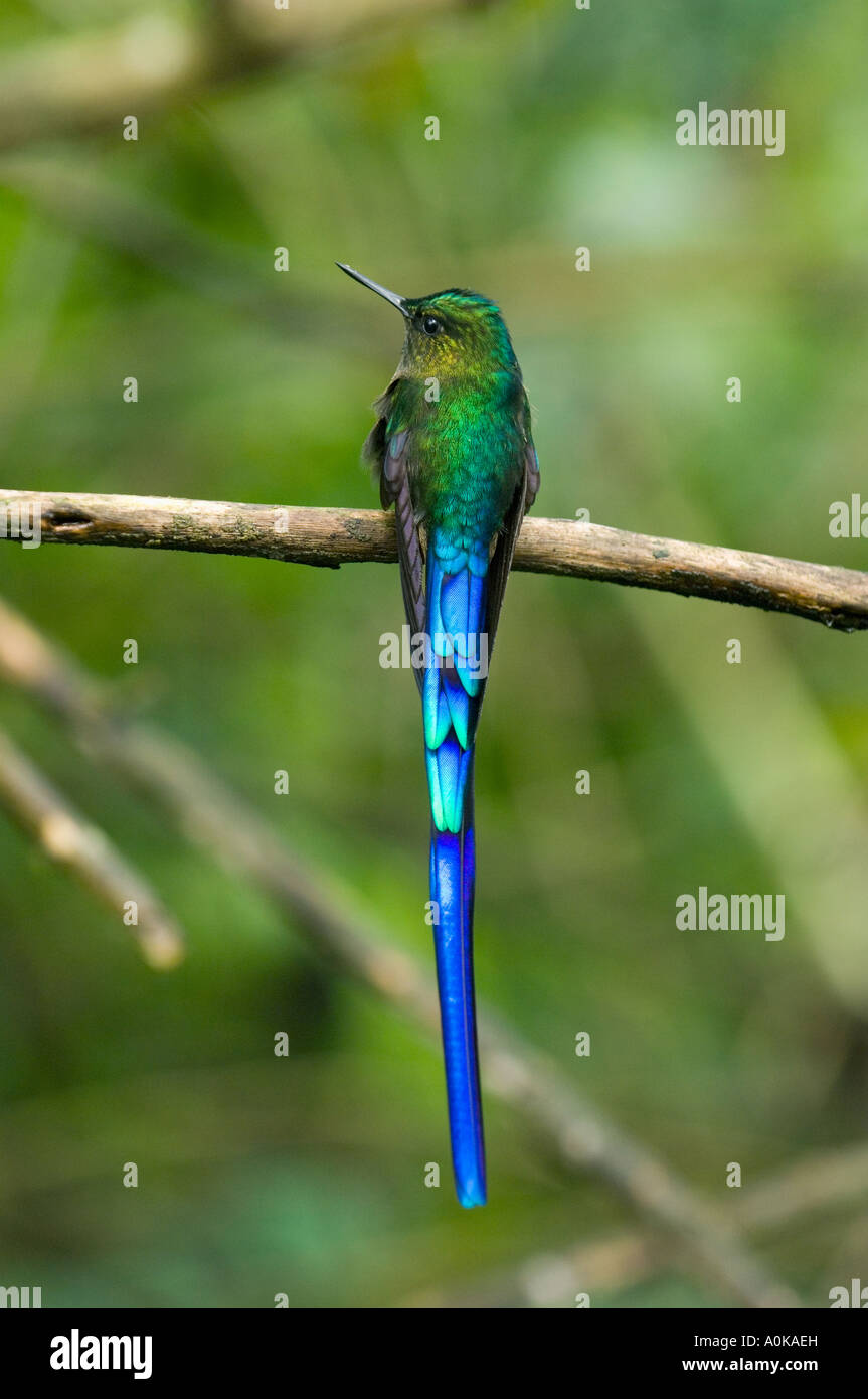 Kolibri, violett-tailed Sylph (Aglaiocercus Coelestis) WILD, auf Farn Wedel, Mindo Bereich ECUADOR Stockfoto