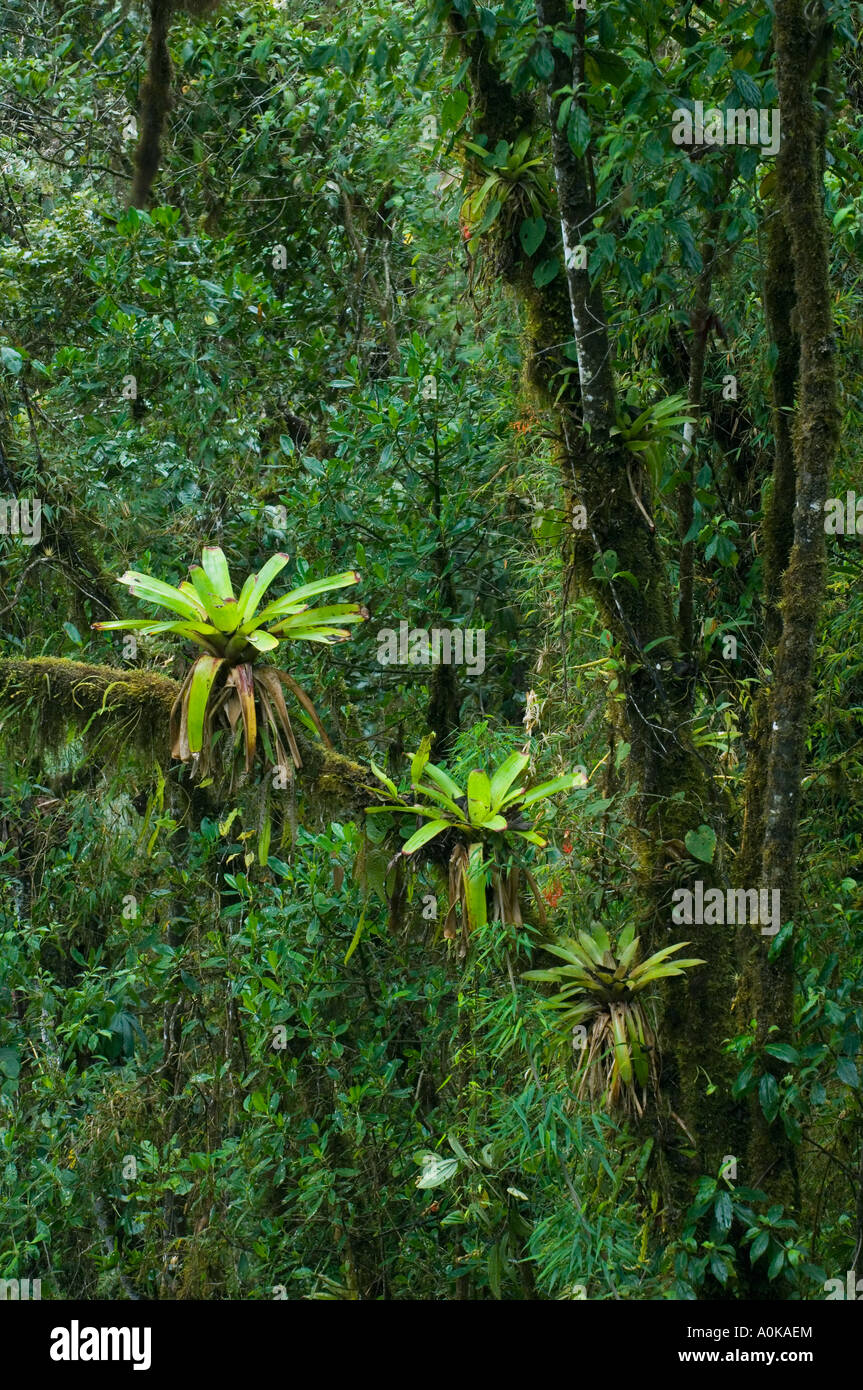 ECUADOR, westlichen Anden, Nebelwald Bellavista-Reserve in der Nähe von Mindo, Bromelien im Baum Stockfoto