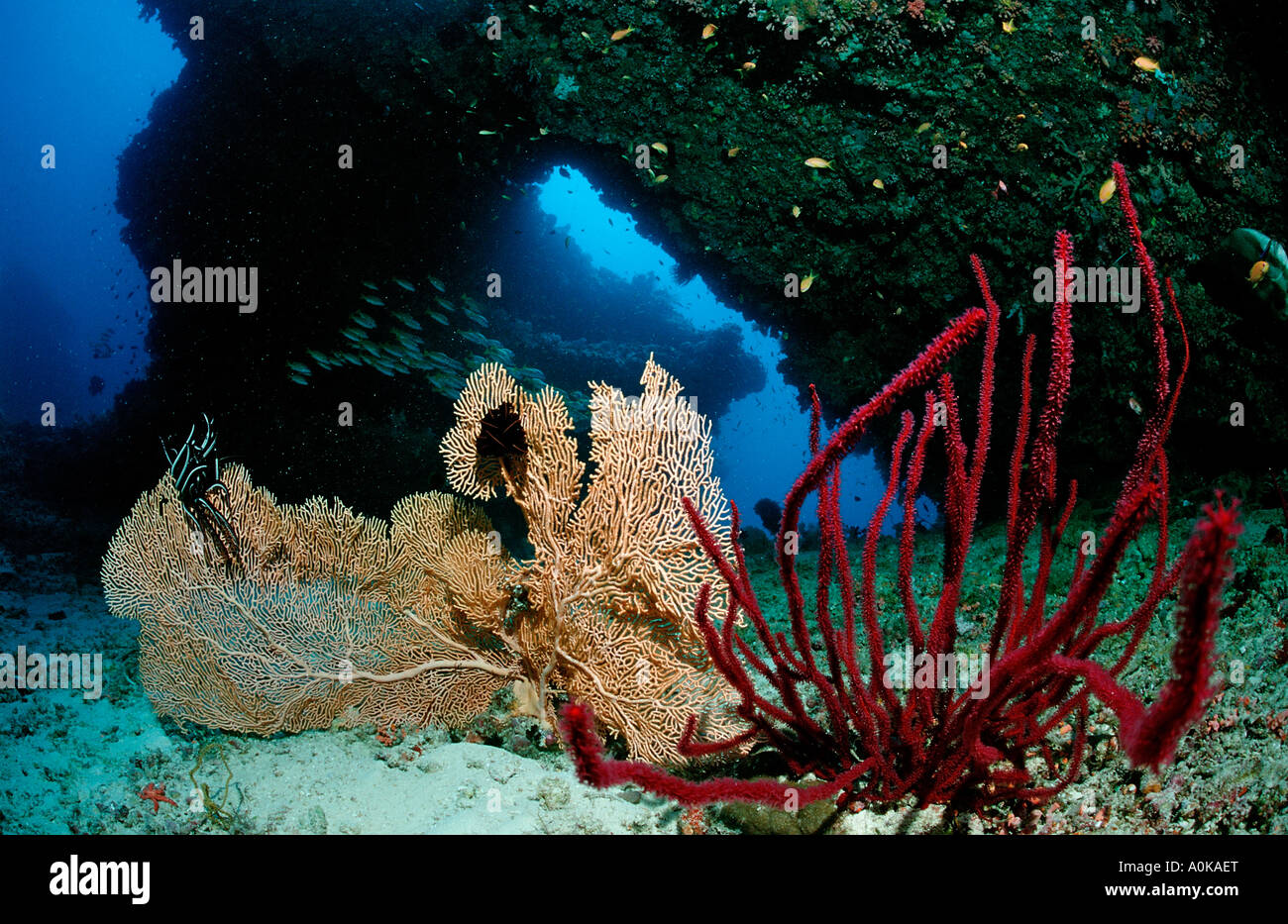 Coral Reef Indischer Ozean Malediven Insel Stockfoto