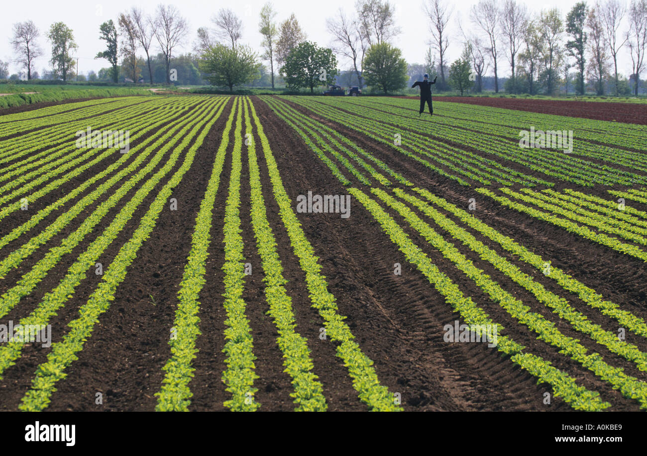 Bio Salat wächst in Cambridgeshire Fens April Stockfoto