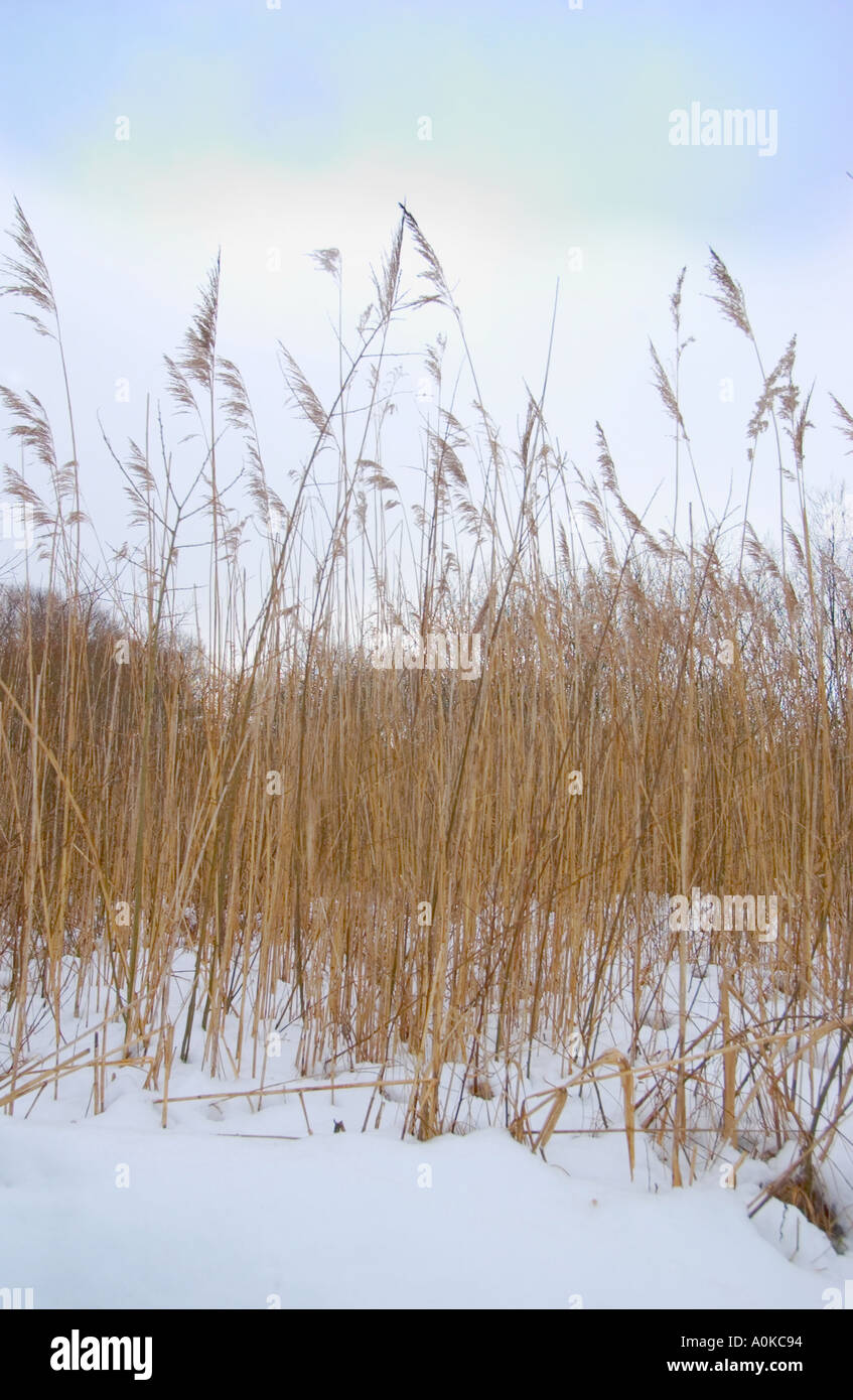 Schilf im Schnee Stockfoto