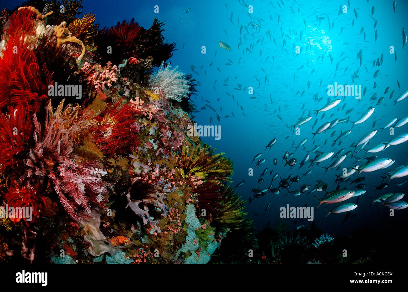 Korallenriff mit Schulbildung Fische Komodo Indo Pacific Indonesien Stockfoto