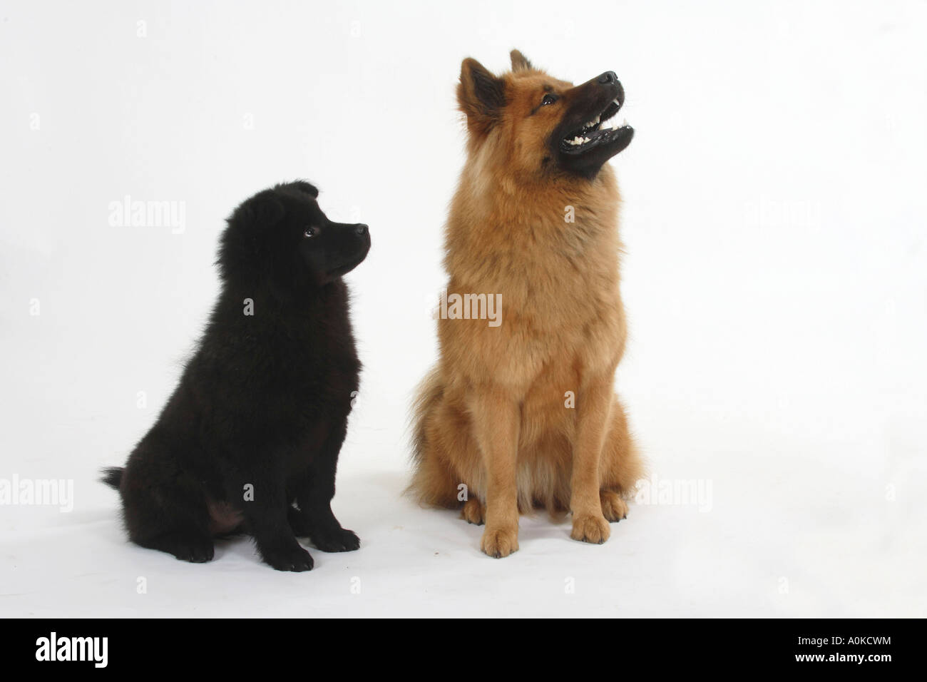 Eurasier mit Welpen 14 Wochen Stockfoto