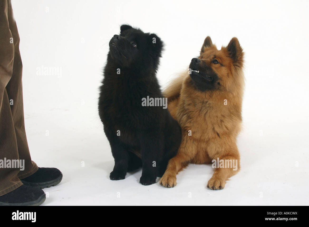 Eurasier mit Welpen 14 Wochen Stockfoto