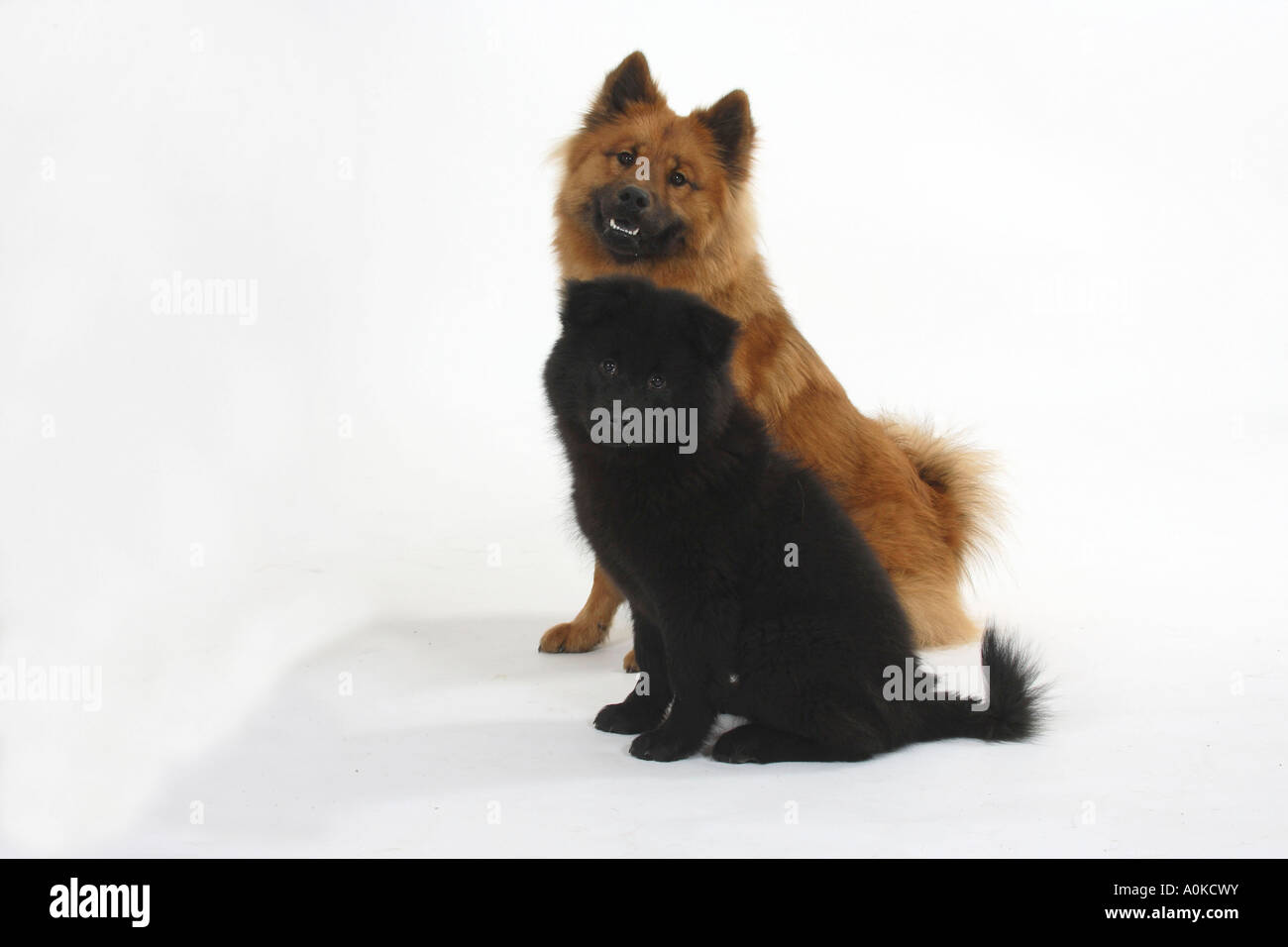 Eurasier Welpen 14 Wochen Seite Stockfoto