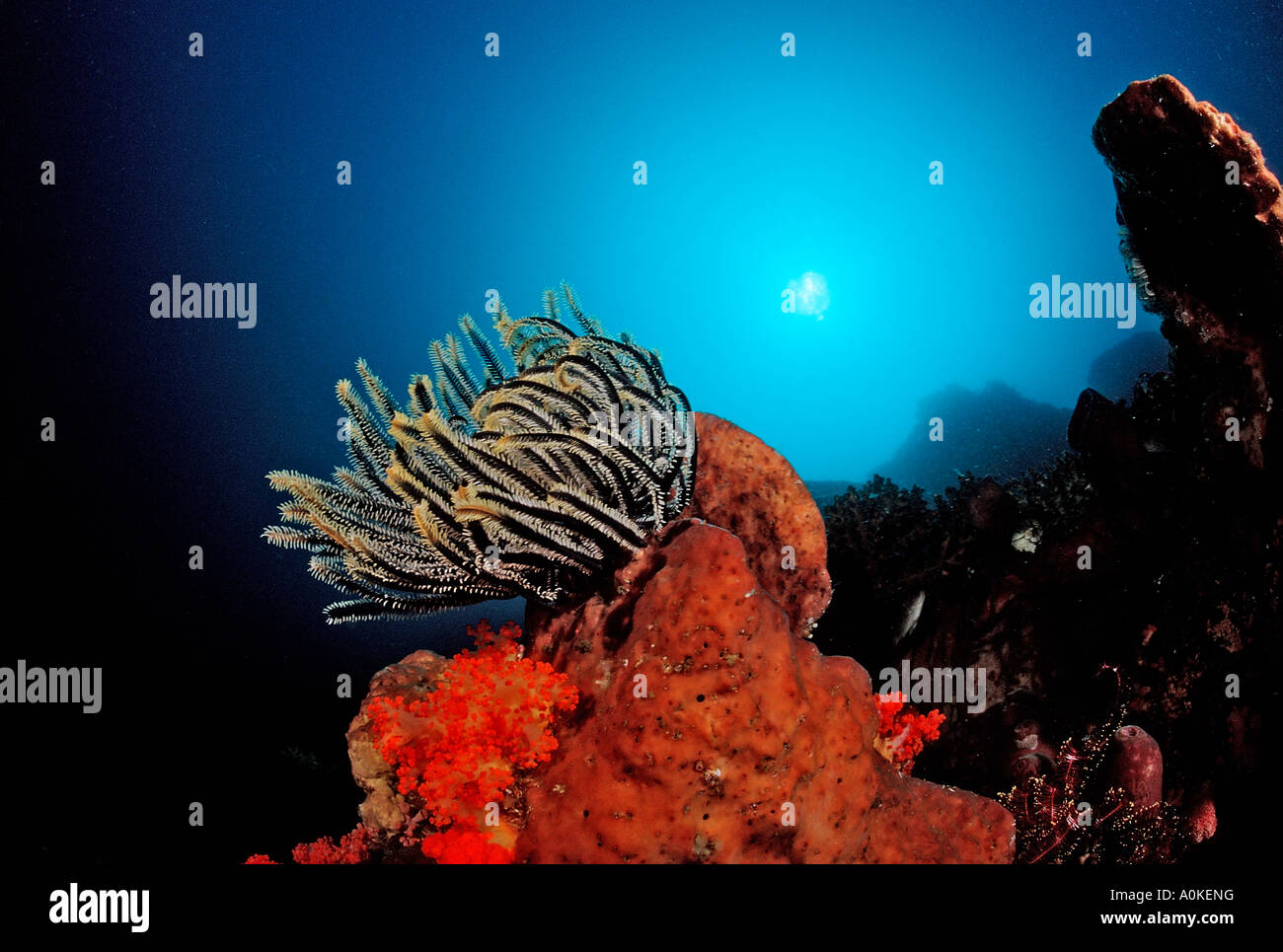 Crinoid am Korallenriff Crinoidea Komodo Indio Pazifik Indonesien Stockfoto