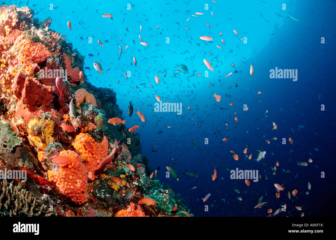 Bunte Korallenriff Komodo Flores Meer Indonesien Stockfoto