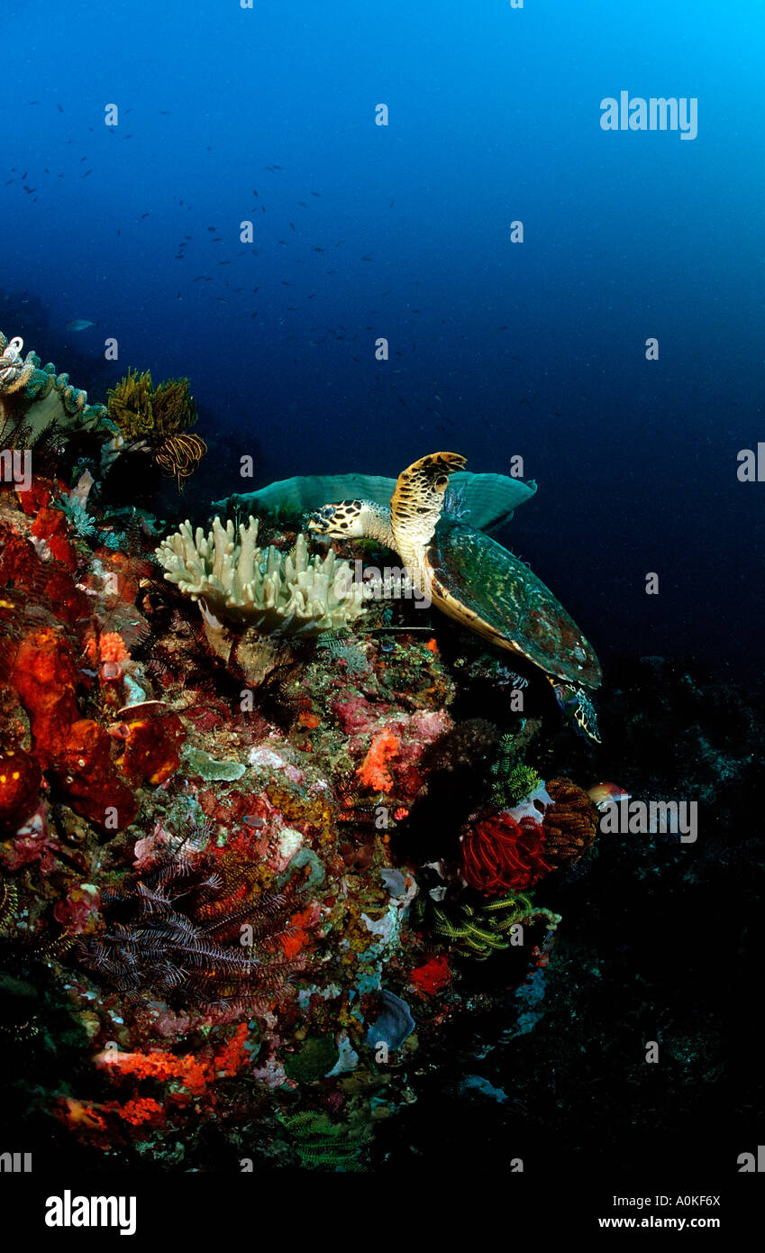 Echte Karettschildkröte Eretmochelys Imbricata Komodo Indio Pacific Indonesien Stockfoto