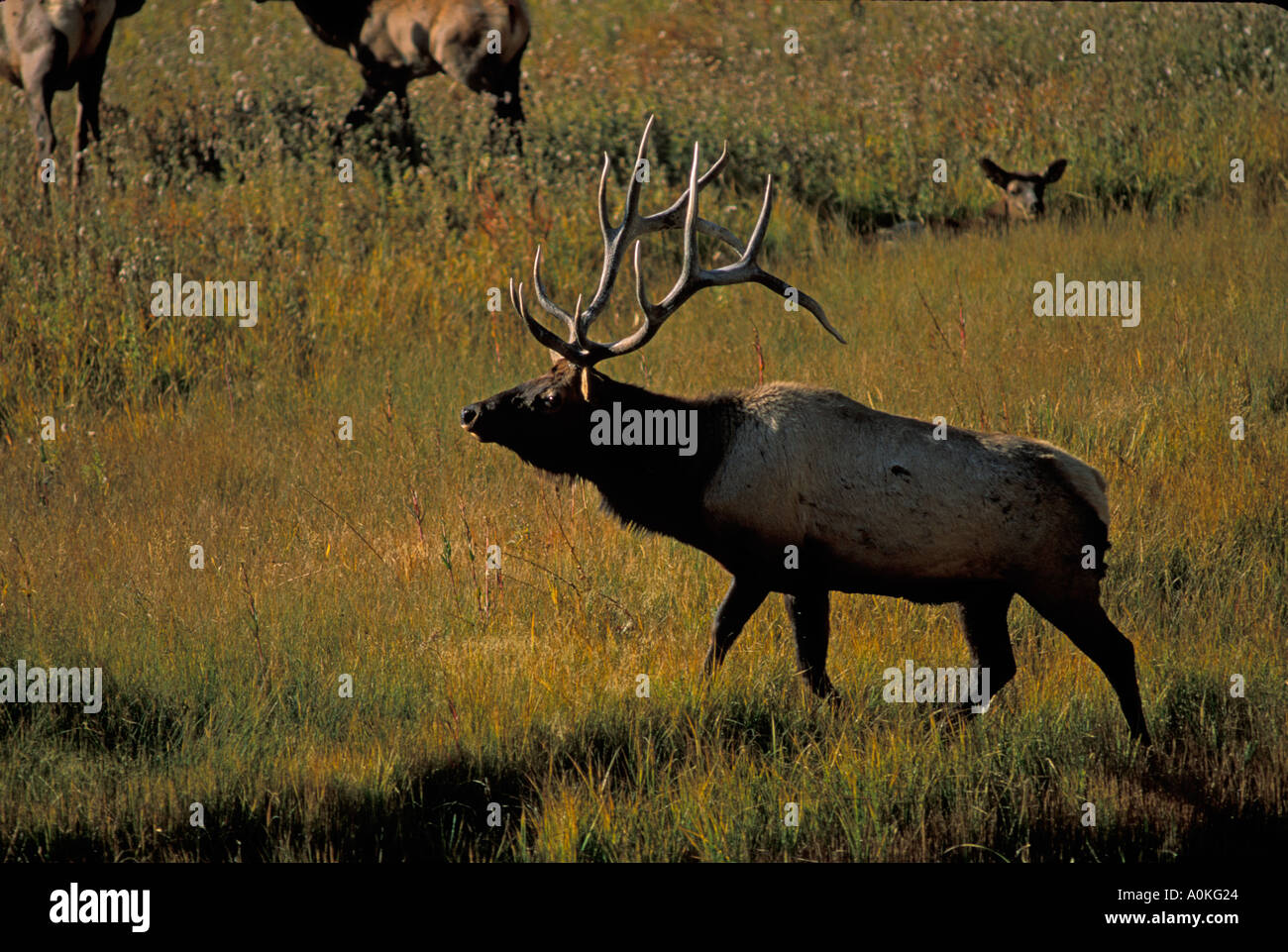 Elk Cervus Elaphus Männchen bewacht seinen Harem in Wyoming Yellowstone nationales Park Stockfoto