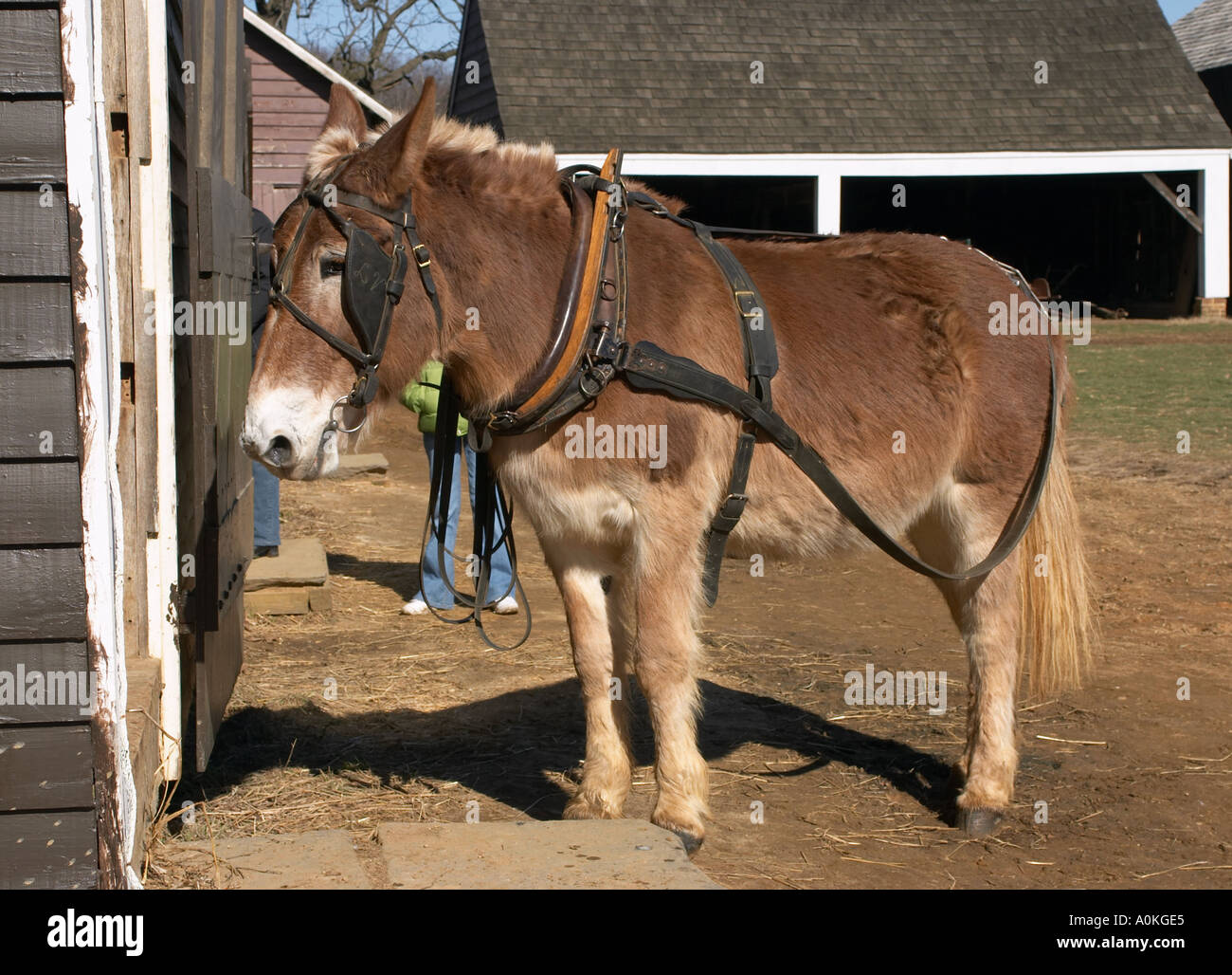 Maultier Stockfoto