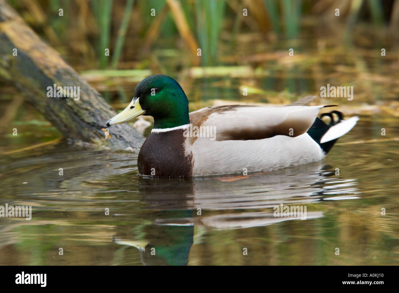 Männliche Stockente Anas Platyrhynchos auf Wasser Fowlmere cambridgeshire Stockfoto