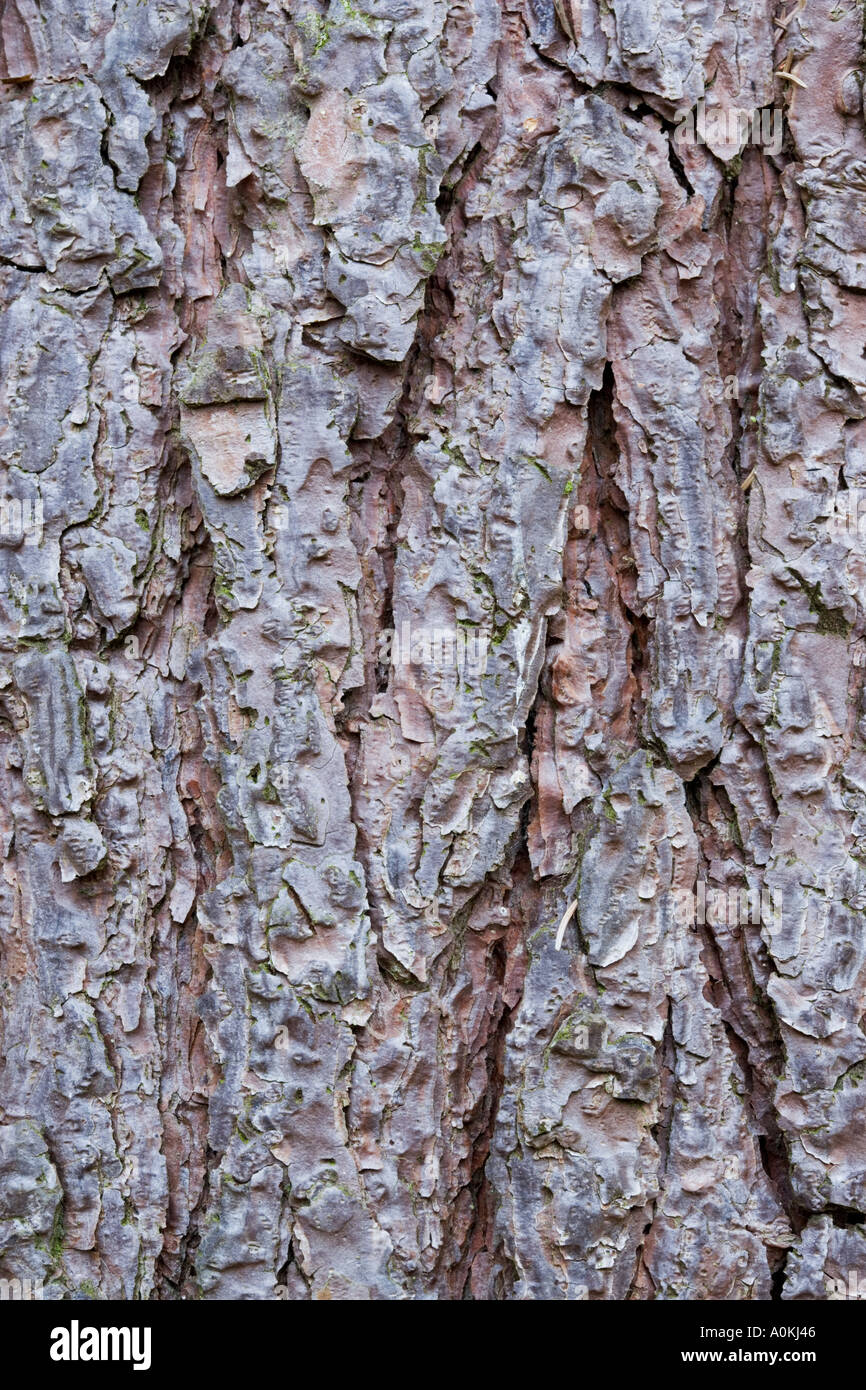 Scots Kiefer Pinus Sylvestris Rinde Stockfoto