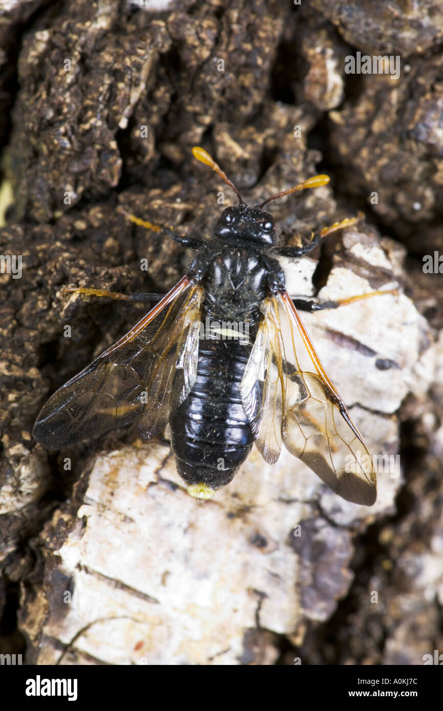 Birken Sie-Blattwespen Cimbex Femoratus auf Birke Betula Pendel Potton bedfordshire Stockfoto