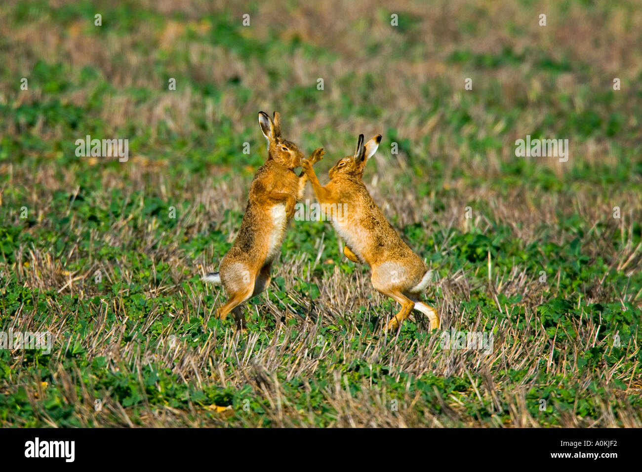 Braune Hasen Lepus Europaeus Boxen in Stoppeln Feld Therfield hertfordshire Stockfoto