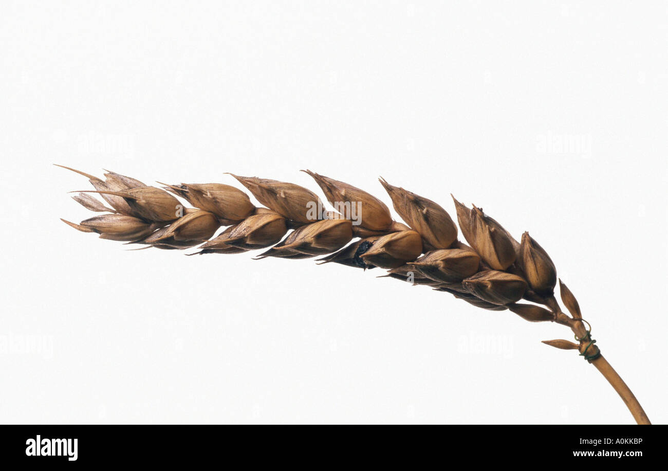 Weizen Ohr Triticum aestivum Stockfoto