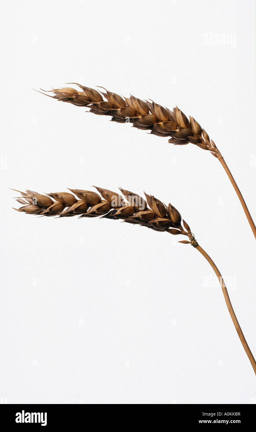 Weizen Ohren Triticum aestivum Stockfoto