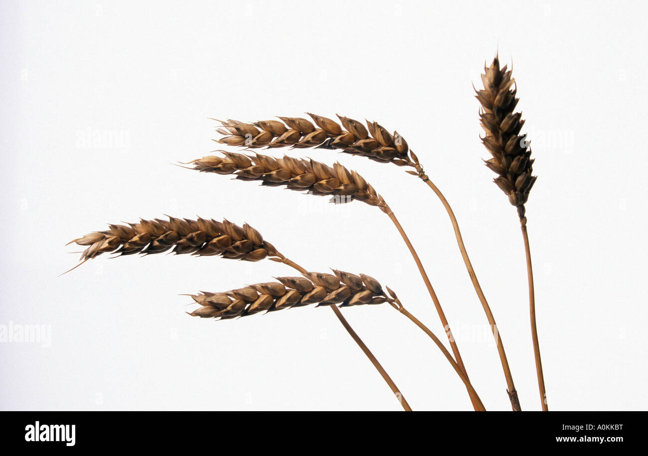 Weizen Ohren Triticum aestivum Stockfoto