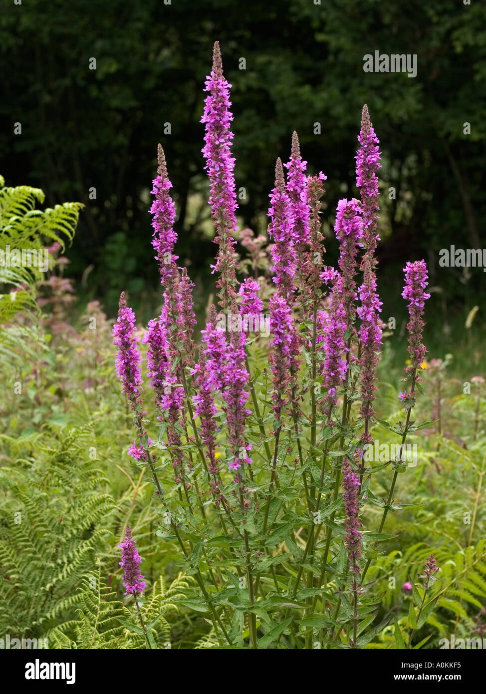 Blutweiderich: Lythrum salicaria Stockfoto