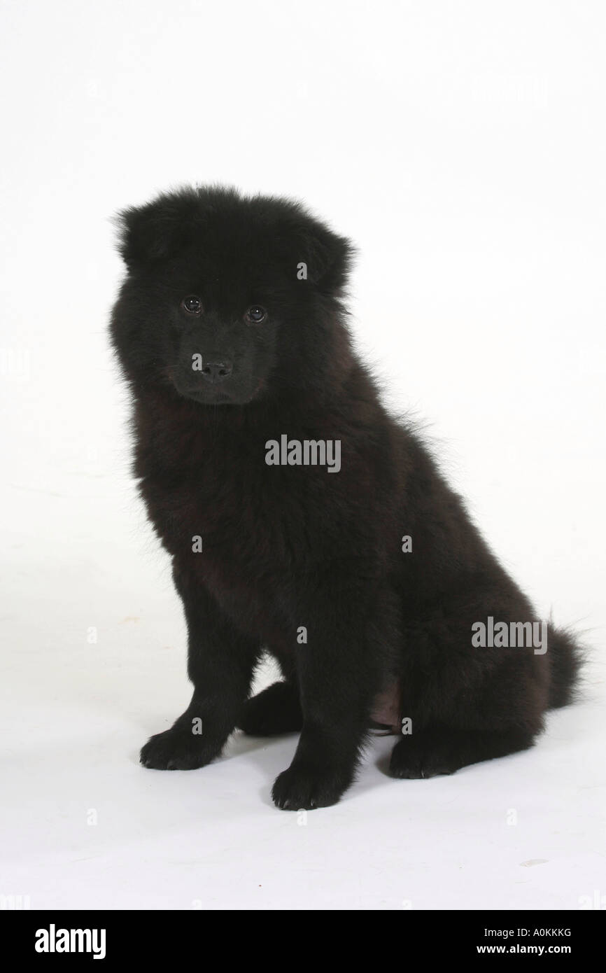 Eurasier Welpen 14 Wochen Stockfoto