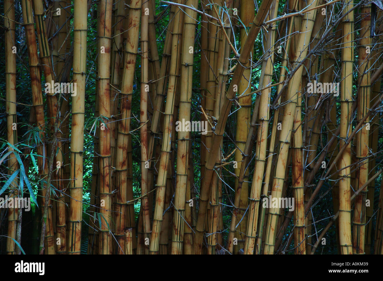Braun gelbe Bambus Vitatta wissenschaftlichen Name Bambusa Vulgaris Queensaland Australien dsc 9125 Stockfoto