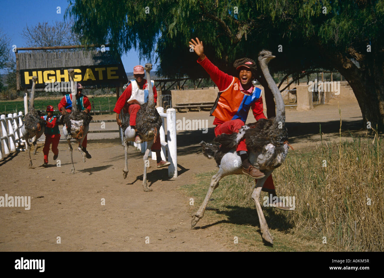 Strauß Rennen in Highgate Ostrich Farm in Oudtshoorn, Kapprovinz, Südafrika Stockfoto