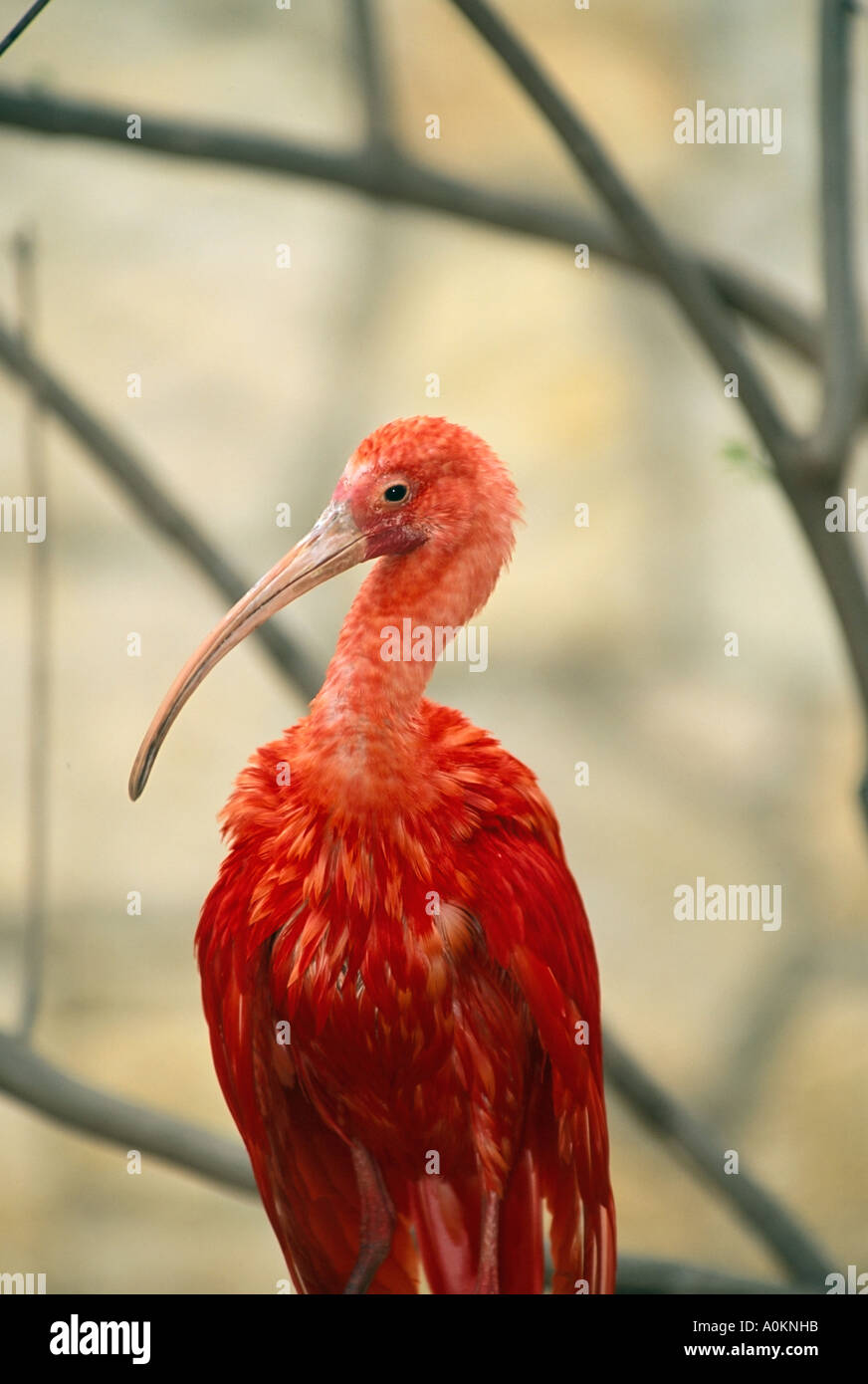 Scarlet Ibis im Zoo von San Antonio in Texas gesellige Vögel, die Leben in großen Kolonien aus Venezuela, Brasilien Stockfoto