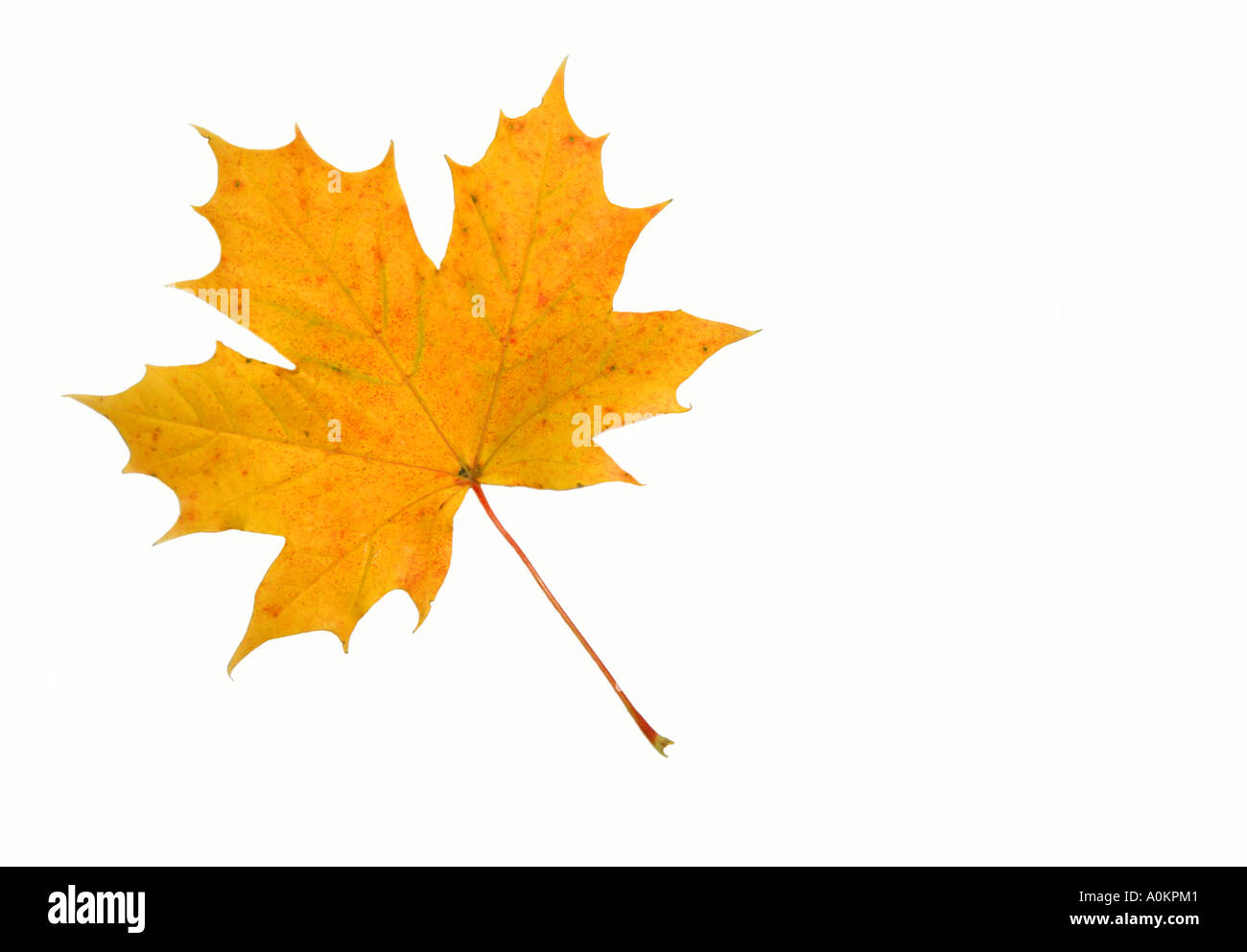 Einem einzigen großen orange braun Blatt gegen einen hellen Hintergrund gesetzt. Stockfoto