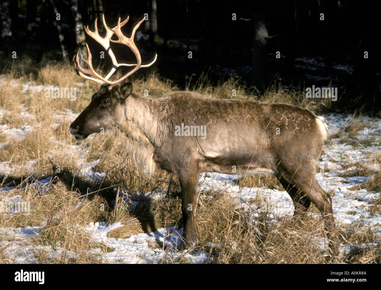 Caribou Rangifer Tarandus mit kompletten Satz von Geweih im Feld mit Schneeflecken am Rande der borealen Wälder Kanada Stockfoto