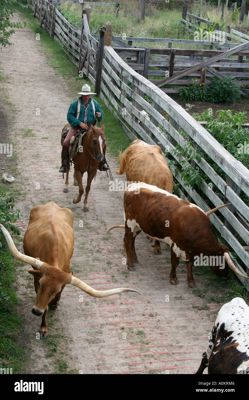 Cowboy-Herden-Longhorn-Rinder Stockfoto