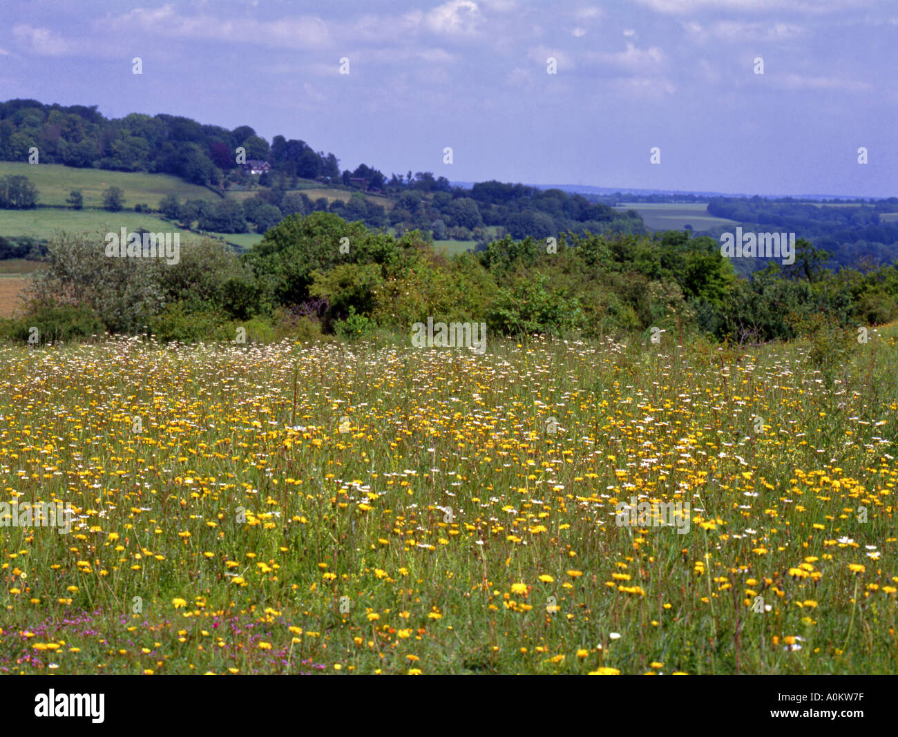 Downland flora Stockfoto