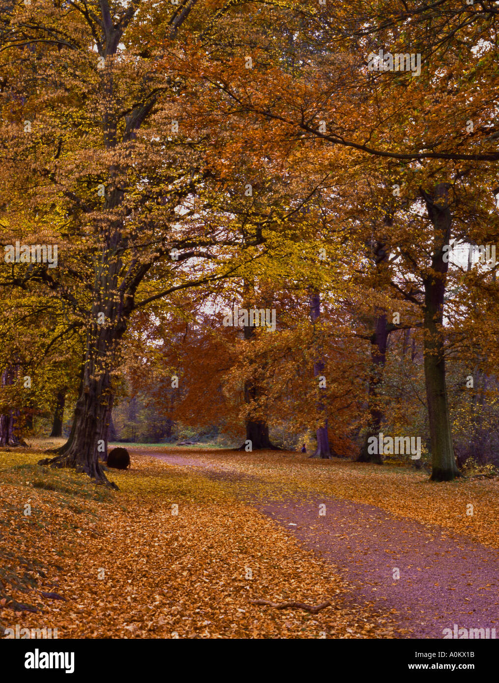 Buche Hainbuche Windsor Great Park Surrey Berkshire Grenze England November Stockfoto