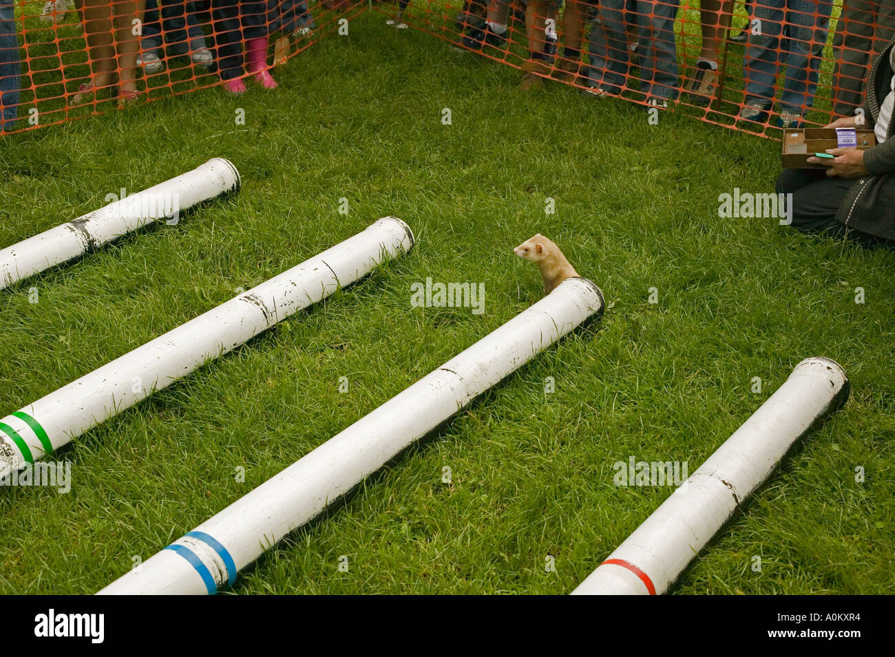 Frettchen aus Rohr Stockfoto