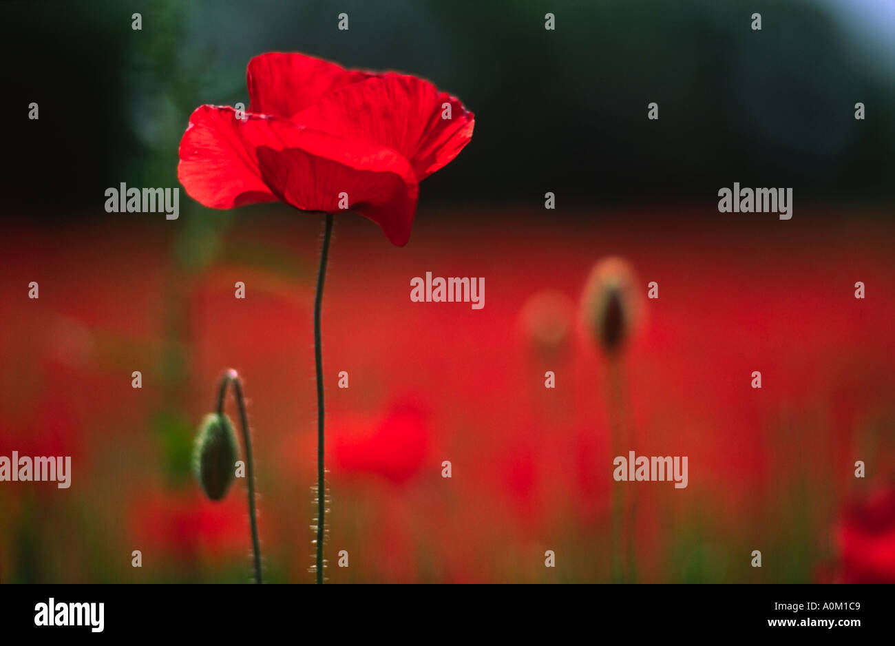 Einzelne Mohn In Provence Gebiet Frankreich Stockfoto