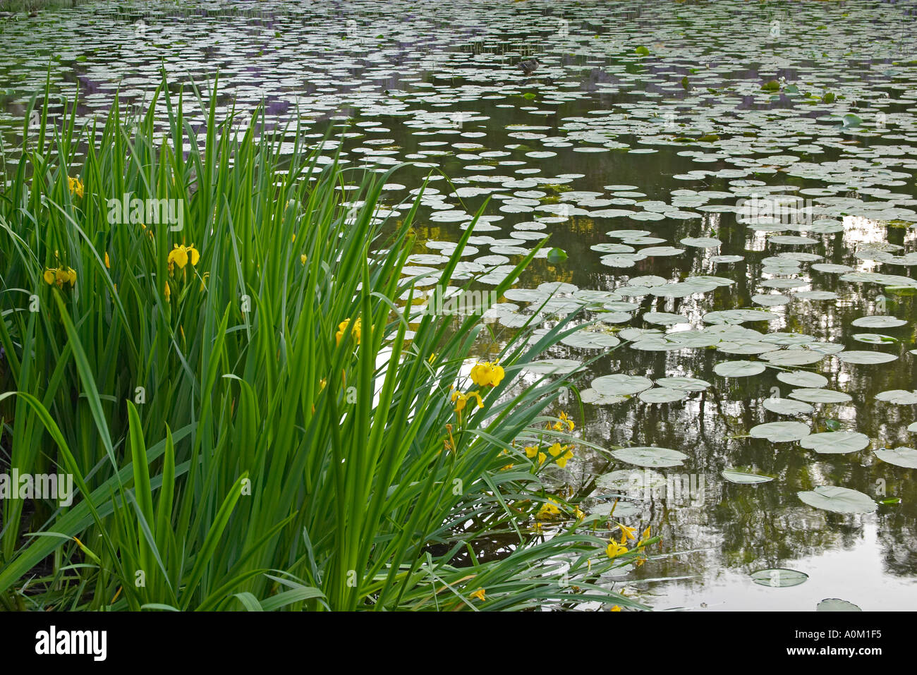 Perdyn Water lily pond with irises -Fotos und -Bildmaterial in hoher Auflösung ...